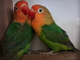 Agapornis Fischer s DNA - 2