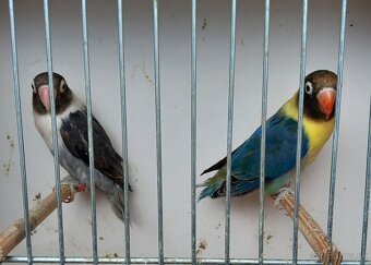 Agapornisy škraboškové - pár - 2