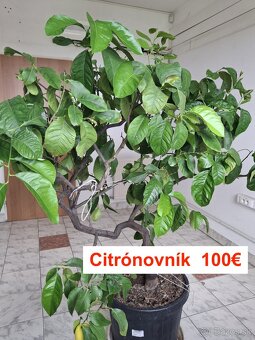 Citrónovník - 2