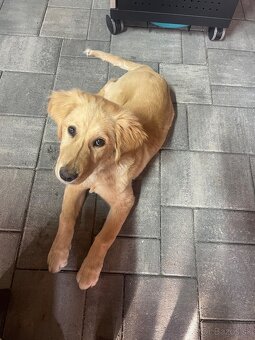 Zlatý retriever šteniatko - 2