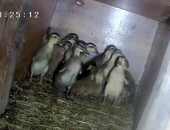 Mladata,kačiatka indicky bezec - 2