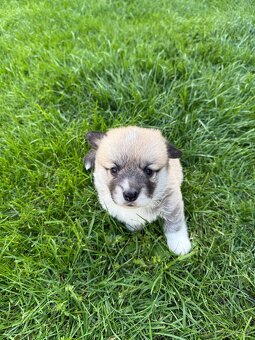 Welsh Corgi - 2
