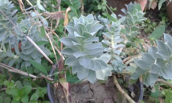 Euphorbia polychroma - 2