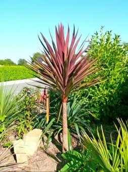 Austrálska palma - Cordyline Red Star - 2
