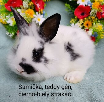 Zakrslý králik teddy gén s VP - samička - 2