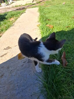 Darujem mačiatka - 2