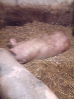 Predaj polovičné prasata - 2