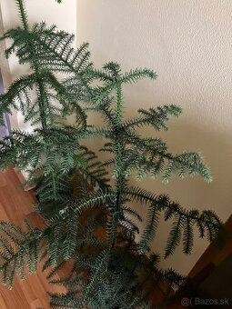Izbová rastlina araucaria - 2