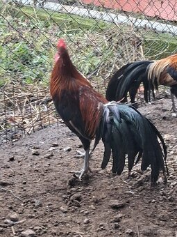 Predám kohútov fénix - 2