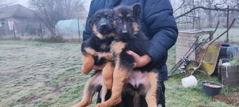 Nemecký ovčiak šteniatka - 2