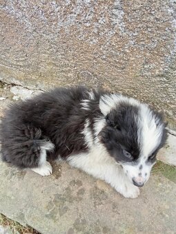 Predám šteniatka - 2