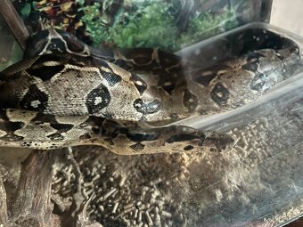 Veľhad Kráľovský BOA constrictor - 2