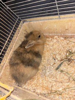 Domáci zajačik - 2