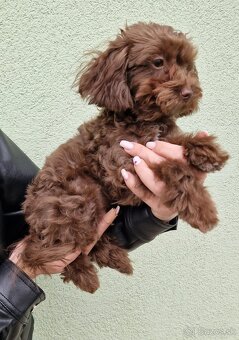Maltipoo - 2