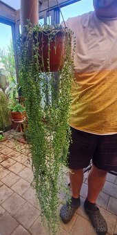 Senecio h. V zavesnom 3 l kvetinaci - 2