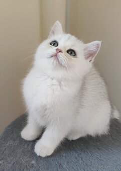 Britské mačiatka❤️extra kvalita - 2