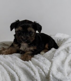 Yorkshírsky terrier - 2