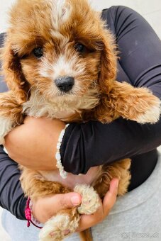 cavapoo dievča - 2
