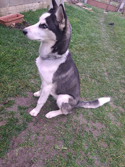 🐾 DARUJEME DO DOBRÝCH RÚK – SIBÍRSKA HUSKY DAISY 🐾 - 2