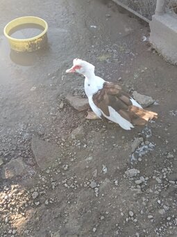 čínske kačice - 2