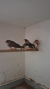 Predám zebričky - 2