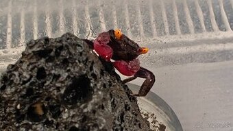 Kraby Geosesarma dennerle - 2