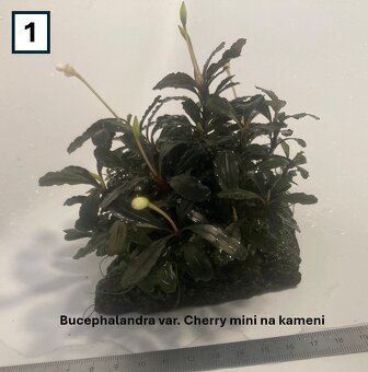 Akváriové rastliny na dekoráciach - 2