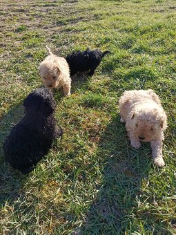 Puli na predaj/ Eladó puli kölykök - 2