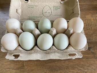 Nasadove vajcia kačacie - 2