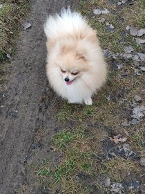 Pomeranian/ psik - 2