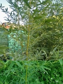 Rýchlorastúce mladé bambusy (samozber) - 2