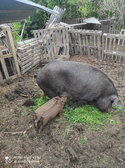 Predám prasiatka mangalica-durok - 2