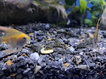 Predám prísavníky Ancitrus sp. - 2