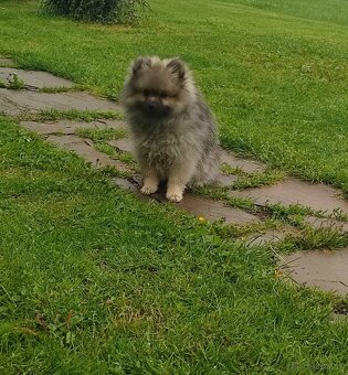 Pomeranian - 2