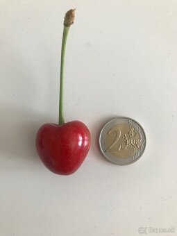 Predám bio čerešne srdcovky - 2