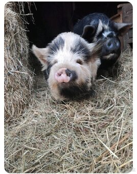 Kune kune - 2