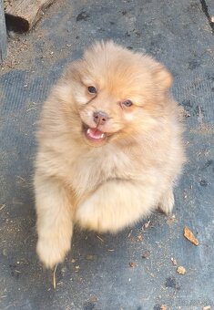 Predám šteniatka Pomeranian - 2