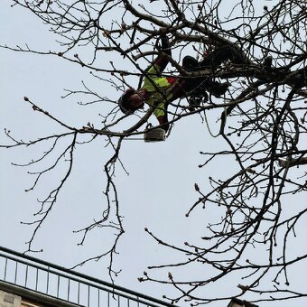 Výrub a opilovanie stromov LACNO A BEZPEČNE - 2