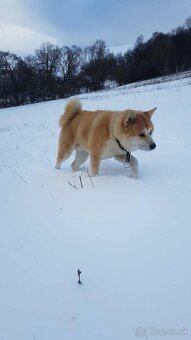 Čistokrvné šteniatka Akita inu - 2