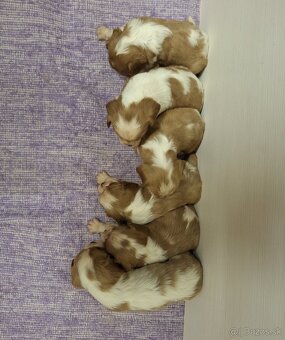 Cavalier King Charles Spaniel - 2