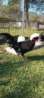 Zdrobnelá Holandanka čierna bielochocholatá - 2