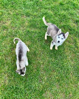 Steniatka sibirsky husky - 2