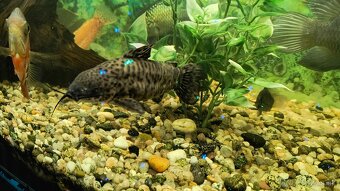 Panciernik trinidaksky - 2