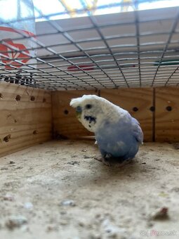 Predam dve chovné andulky - 2