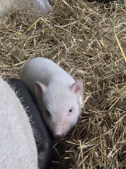 Vietnamské prasiatka - 2