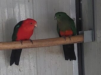 Papagáj královský - 2