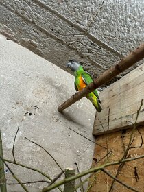 Papagáj senegalsky - 2