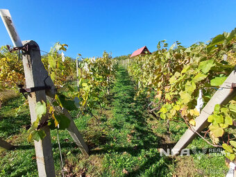 Biovinica s krásnym výhľadom v Pukanci - 2