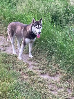 Sibirsky husky - 2