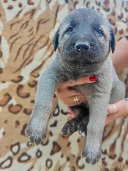 KANGAL - štěňata s PP k odběru od 20.8.25 - 2
